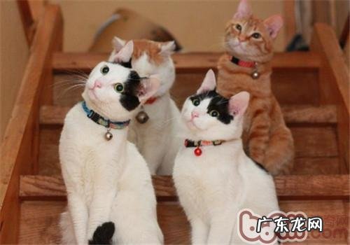 晚年猫需求吃什么