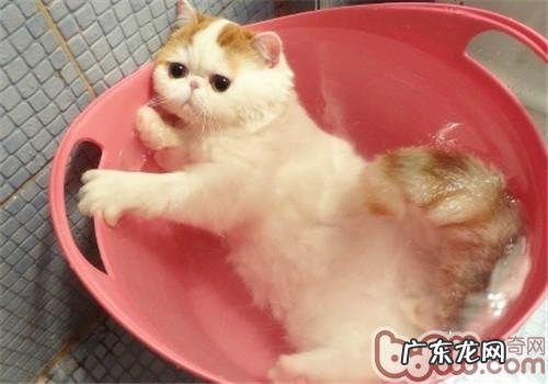 猫咪洗澡要注意的问题