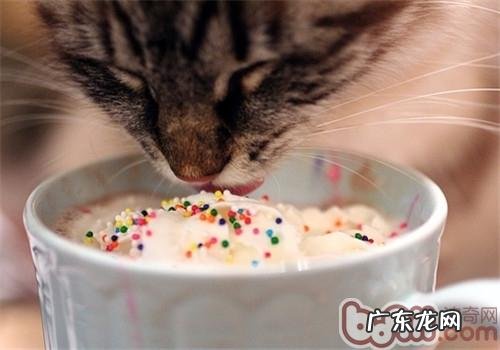 猫咪为什么分辩不出滋味呢?