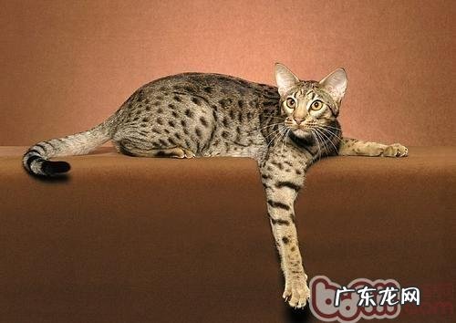 欧西猫特色简介