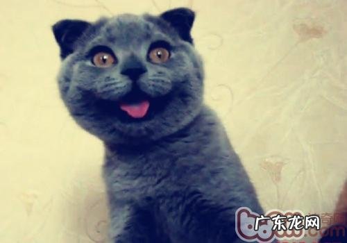 猫的喜怒哀乐