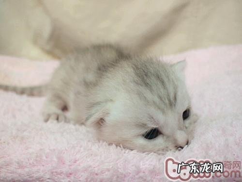 照顾好您的幼猫