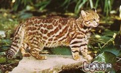 南美草原猫的形状特征