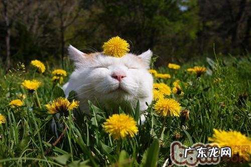 春天到了，咱们该怎么阻挠喵星人脱毛