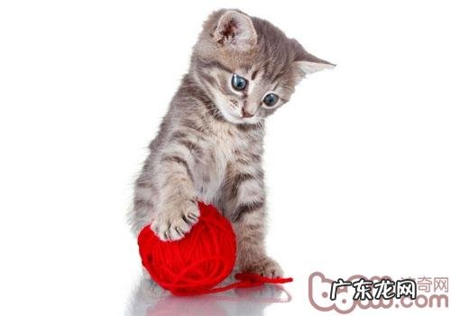 猫咪的学习才能到底有多惊人