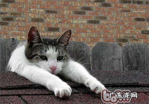 为猫咪修剪脚毛不只是为了美容