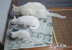 宠物猫饮食习惯知多少