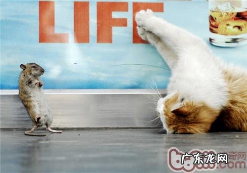 引荐五种合适老年人养的猫