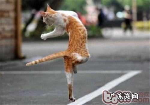 教您依据需求选择猫咪