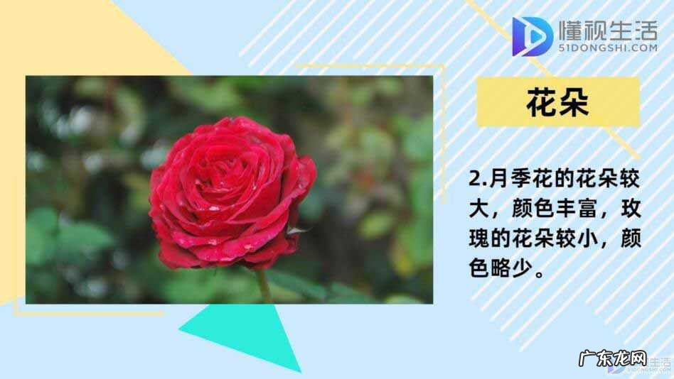 哪里能买到真正的玫瑰花苗? 月季和玫瑰的区别