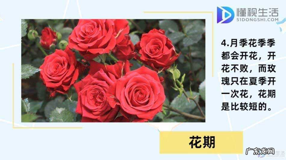 哪里能买到真正的玫瑰花苗? 月季和玫瑰的区别