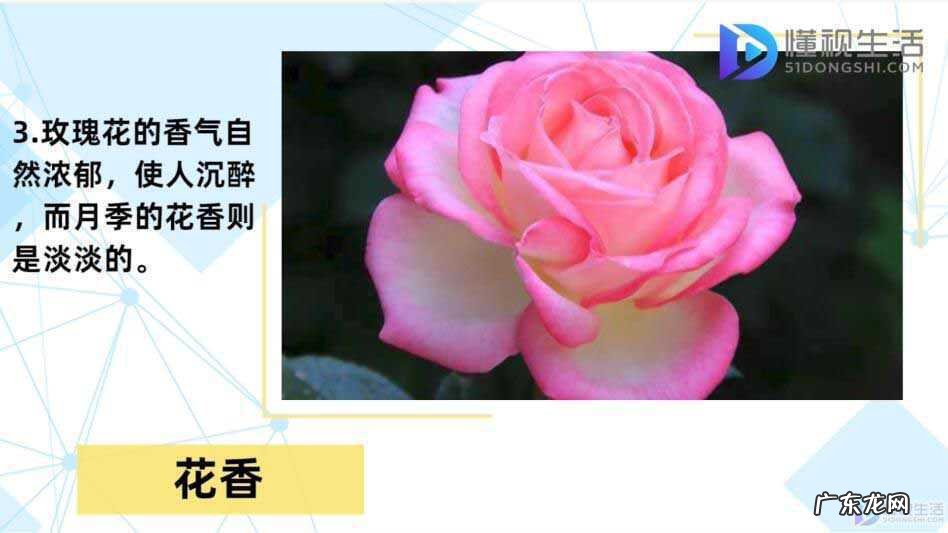 哪里能买到真正的玫瑰花苗? 月季和玫瑰的区别