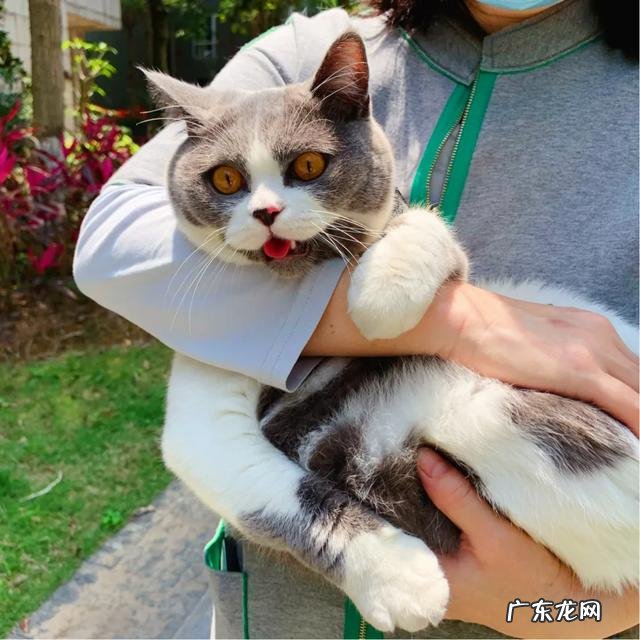 猫咪瘦弱可以吃化毛膏调剂吗?