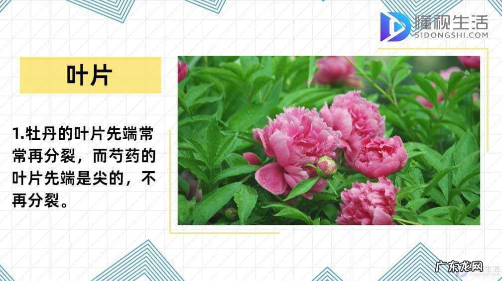 芍药与牡丹的区别图解? 芍药和牡丹的区别