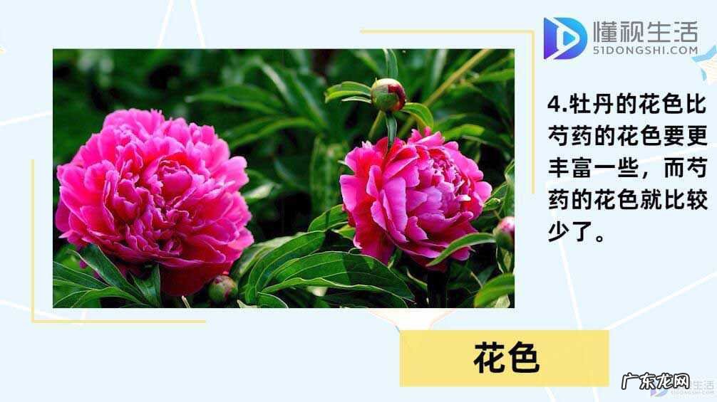 芍药与牡丹的区别图解? 芍药和牡丹的区别