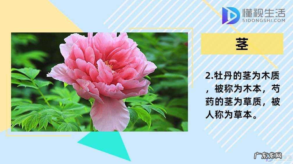 芍药与牡丹的区别图解? 芍药和牡丹的区别