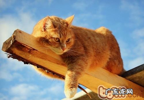 高蛋白食物未必合适晚年猫咪