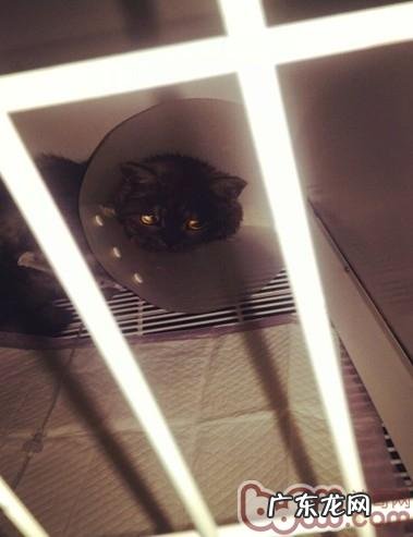 人的看病良药可能是猫咪的丧命毒药