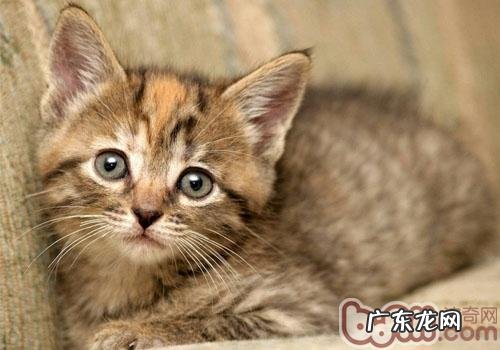 让猫咪学会运用马桶