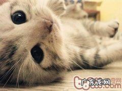 告知你在猫咪眼中你是什么