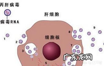 「丙肝」究竟是一种什么病?怎样会导致「丙肝」感染?
