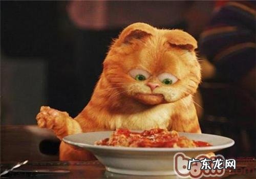 猫咪没有食欲怎么办?
