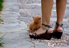 猫咪领养应做好哪些预备