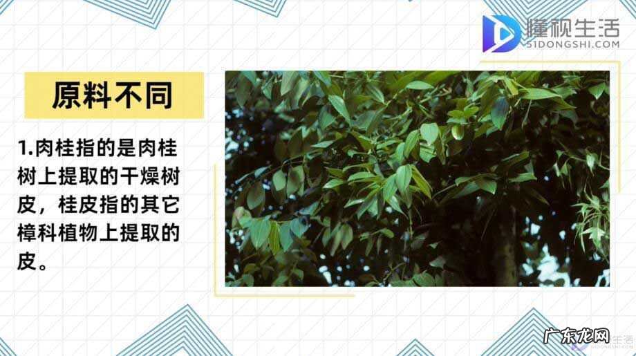 肉桂对男性性功能的效果? 肉桂和桂皮的区别