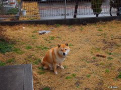 什么时间喝柠檬水减肥效果最好