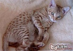 奥西猫怎么起名？