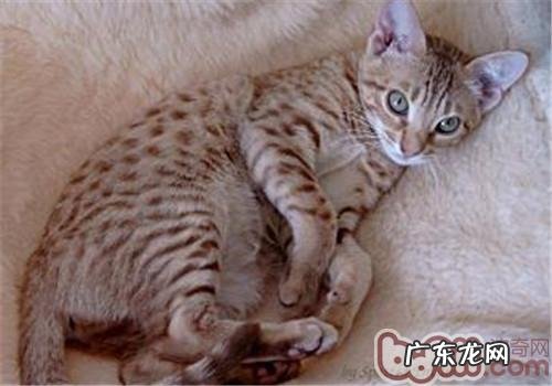 奥西猫怎么起名?