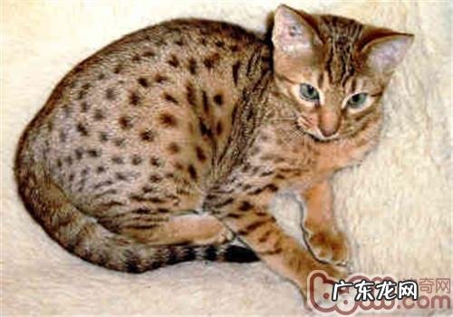 如何为奥西猫选择猫粮