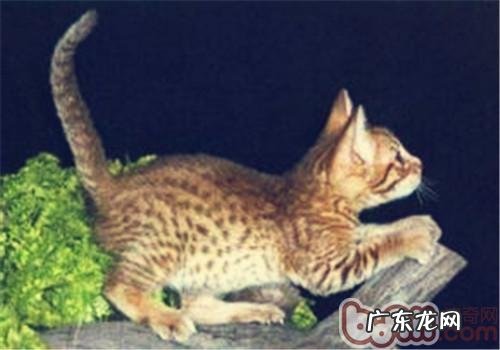 怎么协助奥西猫修补毛发