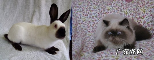 喜马拉雅猫的选购