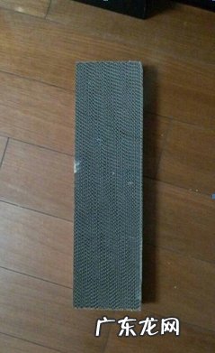 喜马拉雅猫的选购