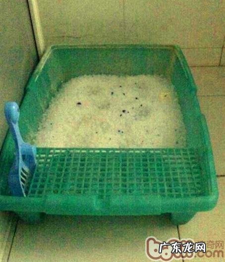 喜马拉雅猫的选购