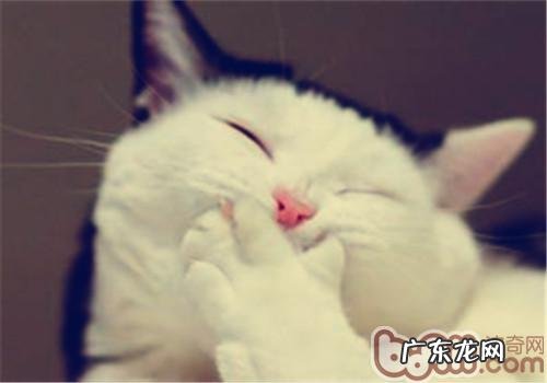 猫咪毛色品种解析