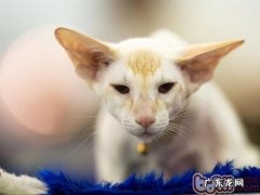 什么猫咪长不大