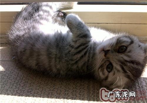 美国短毛猫喂食办法