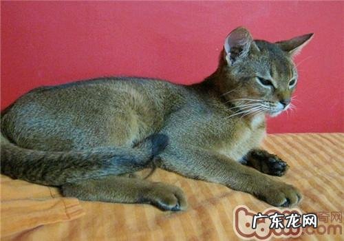 阿比西尼亚猫应该吃什么?