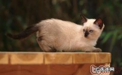 牙齿和毛色可判别暹罗猫年纪