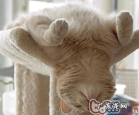 猫睡觉时为什么把耳朵挤在前肢下