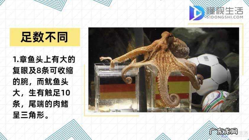 乌贼和章鱼和鱿鱼的区别? 章鱼和鱿鱼的区别