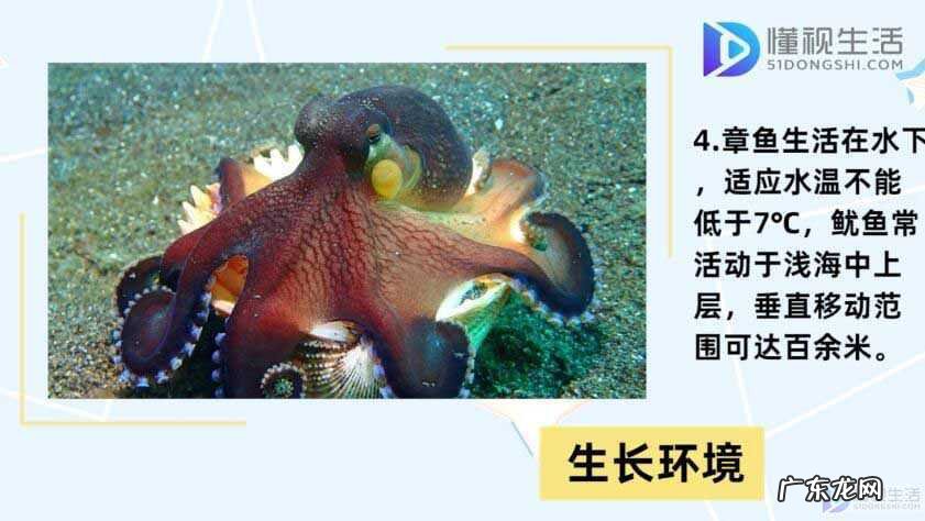 乌贼和章鱼和鱿鱼的区别? 章鱼和鱿鱼的区别