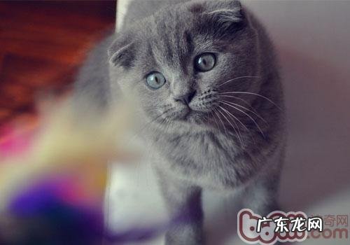 猫咪能够吃狗粮吗?