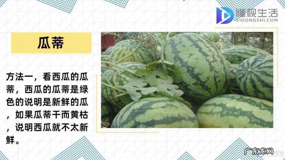 如何正确挑选西瓜？ 西瓜怎么挑