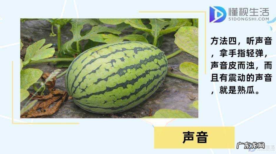 如何正确挑选西瓜？ 西瓜怎么挑