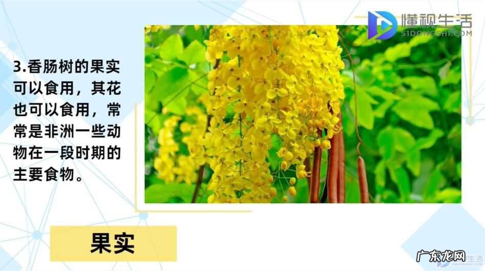 香肠树果实切开图？ 香肠树真的可以结香肠？