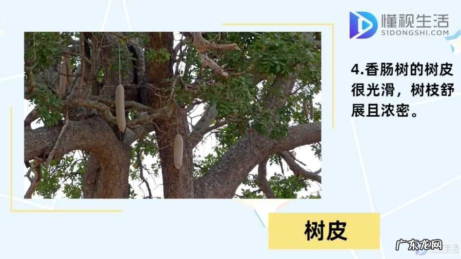 香肠树果实切开图？ 香肠树真的可以结香肠？