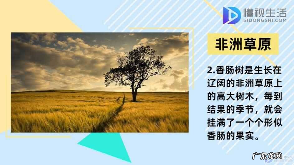 香肠树果实切开图？ 香肠树真的可以结香肠？